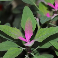 Chenopodium giganteum D.Don